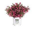 Weigela Wine & Roses® - 2 Gallon