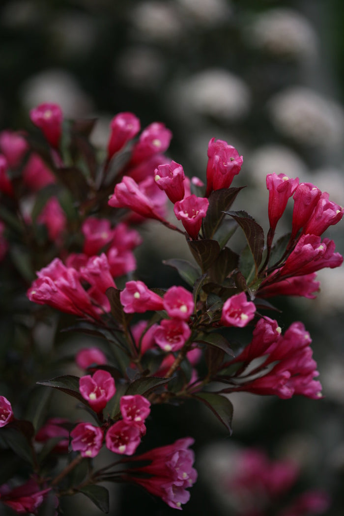 Weigela Wine & Roses® - 2 Gallon
