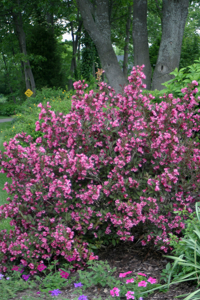 Weigela Wine & Roses® - 2 Gallon