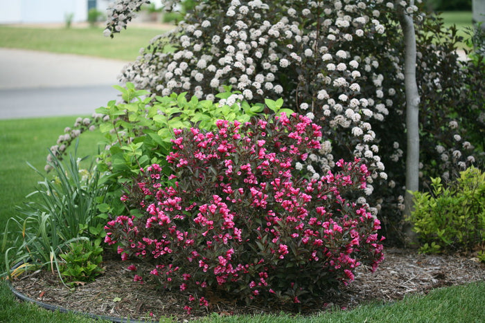 Weigela Wine & Roses® - 2 Gallon