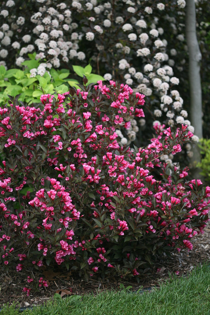 Weigela Wine & Roses® - 2 Gallon