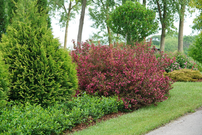 Weigela Wine & Roses® - 2 Gallon