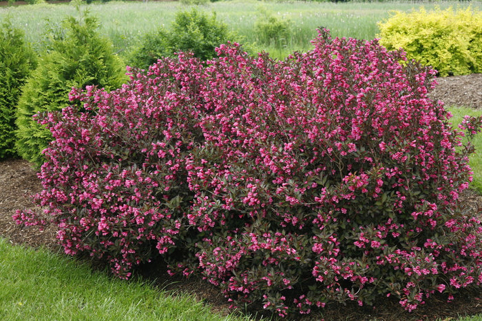 Weigela Wine & Roses® - 2 Gallon